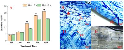 Arbuscular mycorrhizal fungi improve the disease resistance of Lycium barbarum to root rot by activating phenylpropane metabolism